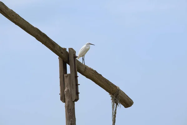 Gran Garza Bomba Madera Vieja —  Fotos de Stock