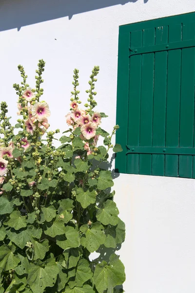 Ile Καλάθι Παραλίας Στο Couarde Sur Mer Κείμενο Ile — Φωτογραφία Αρχείου