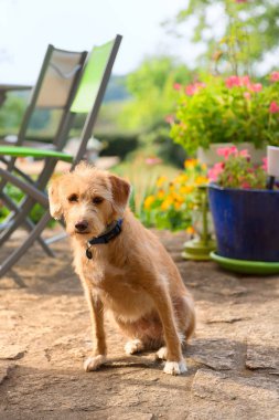 Küçük şirin çapraz bahçede açık köpek doğurmak