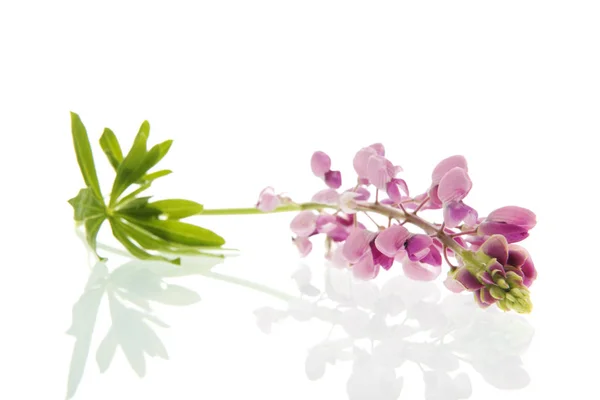 Knip Één Roze Lupine Bloem Geïsoleerd Witte Bloem — Stockfoto