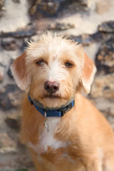 Portret Zewnątrz Mały Krzyżówka Pies Pod Kamienną Ścianą — Zdjęcie stockowe
