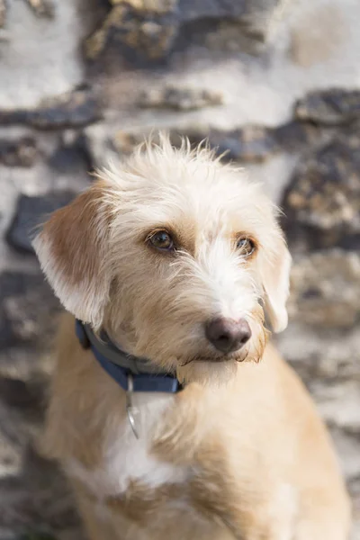 Retrato Aire Libre Pequeña Raza Cruzada Perro Contra Pared Piedra — Foto de Stock