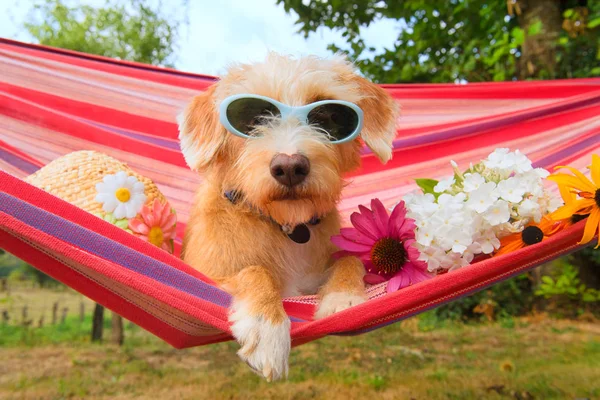 Lustige Hund Urlaub Hängematte Siwth Sonnenbrille Kopf Und Blumen — Stockfoto