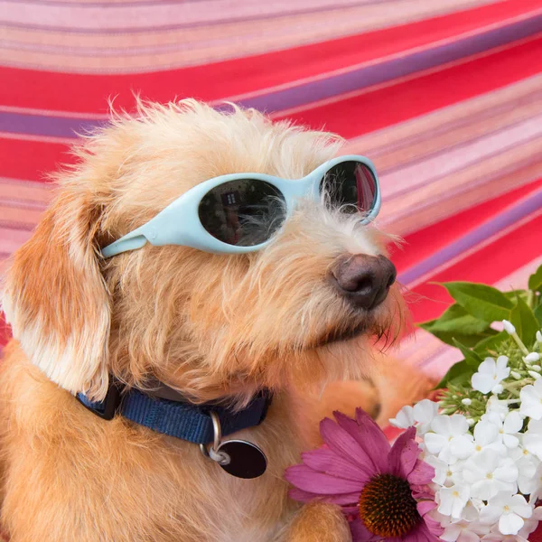 Cão Engraçado Férias Rede Com Cabeça Óculos Sol Flores — Fotografia de Stock