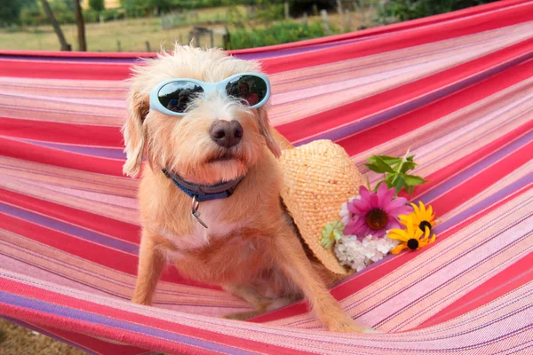 Portret Buiten Weinig Kruising Hond Met Zonnebril Bloemen Kleurrijke Gestreepte — Stockfoto