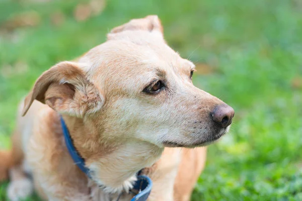 Bardzo Stary Wzruszająco Krzyżujący Się Pies Leżący Trawie — Zdjęcie stockowe