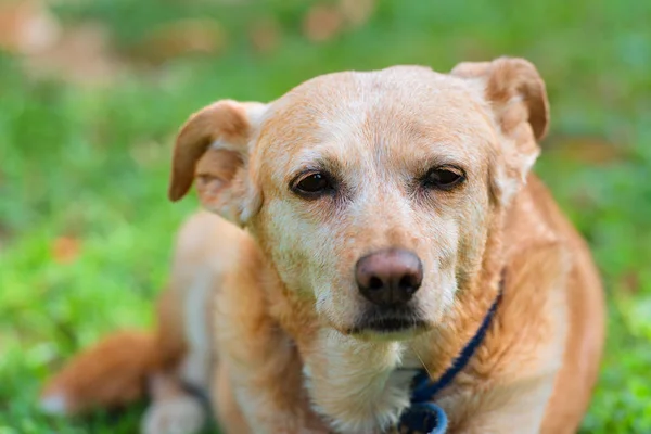 Sehr Alter Rührender Mischlingshund Liegt Gras — Stockfoto