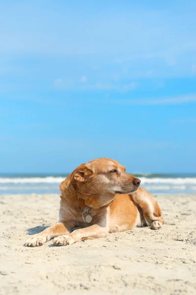 Viejo Perro Raza Cruzada Marrón Tendido Playa — Foto de Stock