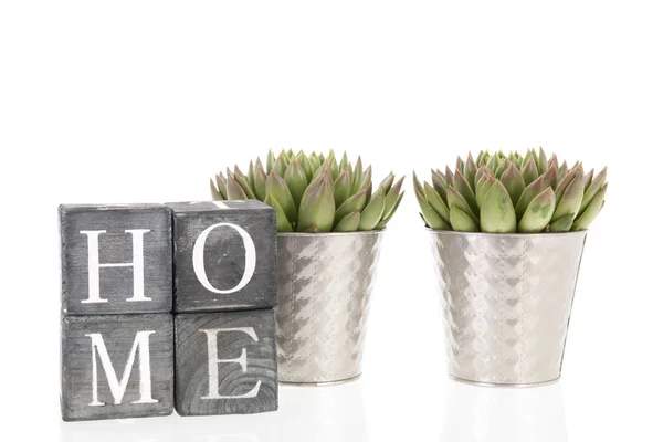 Twee Succulente Planten Metalen Bloempotten Thuis Geïsoleerd Witte Achtergrond — Stockfoto