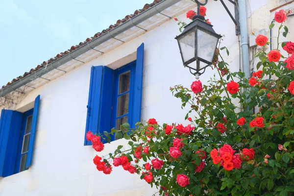 Rosas Rojas Calle Con Persianas Azules Las Ventanas — Foto de Stock