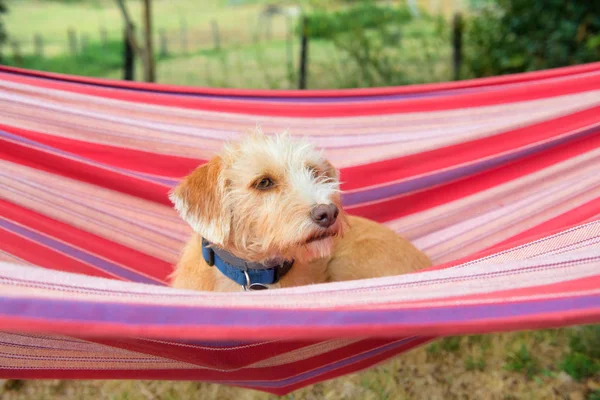 Portrait Kleiner Mischlingshund Freien Bunt Gestreifter Hängematte — Stockfoto