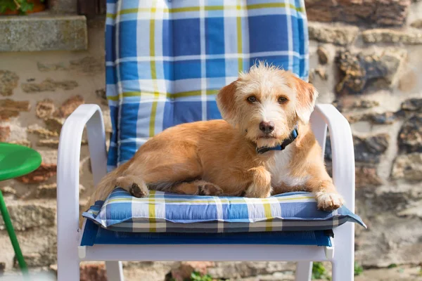 Retrato Silla Azul Aire Libre Pequeña Raza Cruzada Perro Contra —  Fotos de Stock