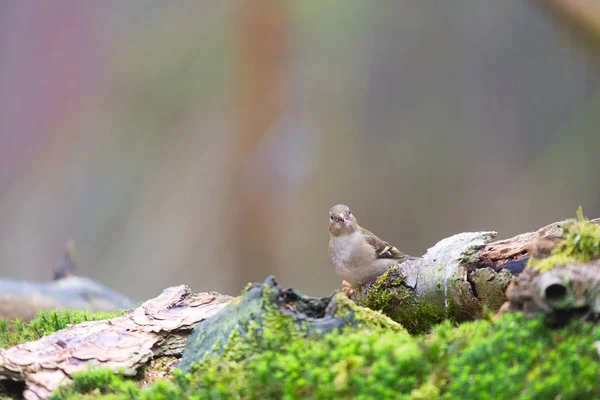 Vrouwelijke Gemeenschappelijk Vink Natuur Bos — Stockfoto