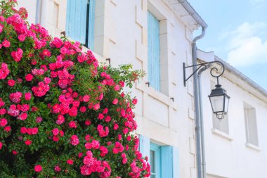 Windows mavi Panjur ile sokakta kırmızı gül