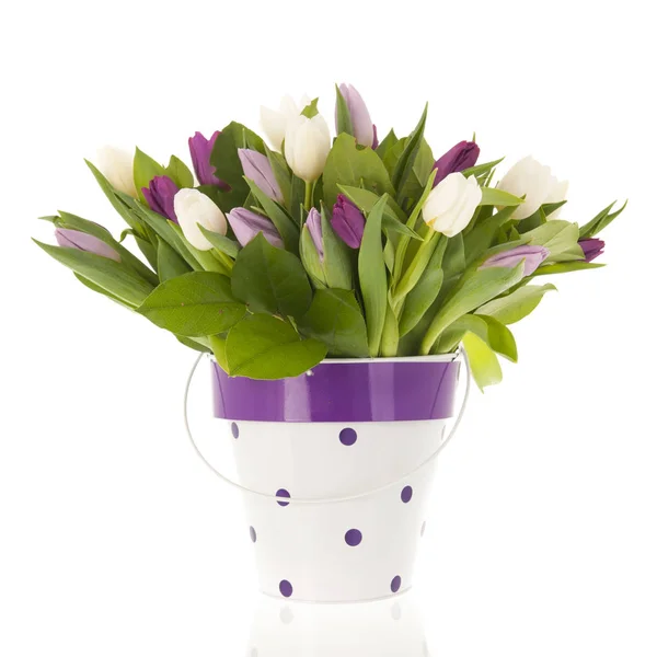Strauß Bunte Gemischte Tulpen Getupftem Eimer Isoliert Über Weißem Hintergrund — Stockfoto