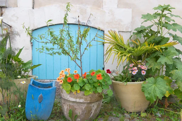 Blue Blinds Window Souterain Pots Plants — Stock Photo, Image