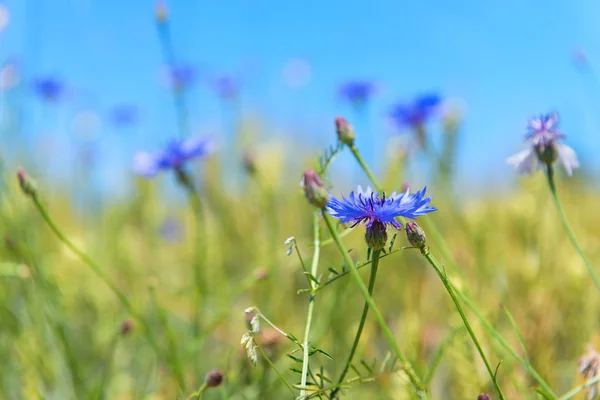 Flores Milho Azuis Nos Campos Grãos — Fotografia de Stock