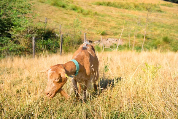Braune Ziege Weidet Gras Auf Den Feldern — Stockfoto