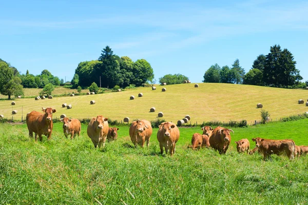 Fila Vacas Limousin Los Campos Limousin Francia —  Fotos de Stock