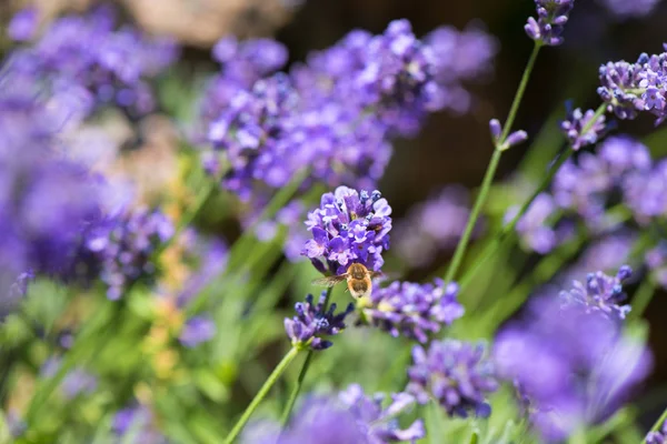 Close Hummingbird Hawk Moth French Lavender Field — Stock Photo, Image