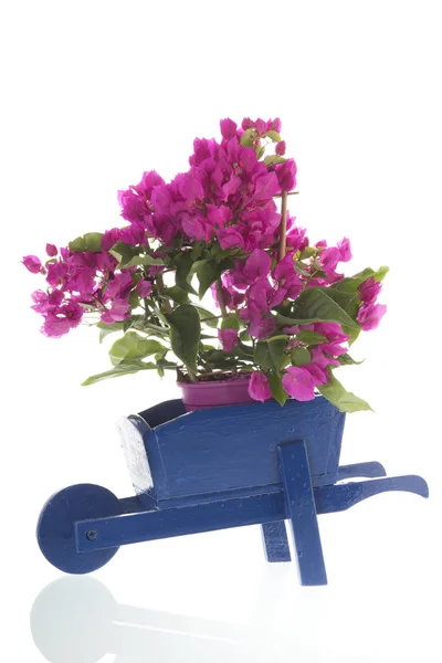 Bougainvillea Blauwe Wiel Barrow Geïsoleerd Witte Achtergrond — Stockfoto