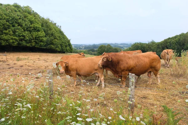 Vaches Limousines Dans Paysage Français — Photo