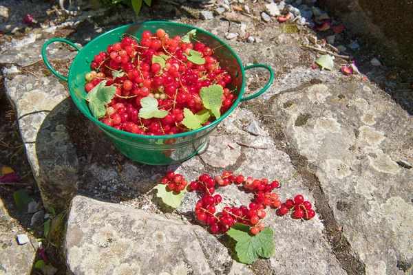 Урожай Червоної Смородини Зеленому Відрі — стокове фото