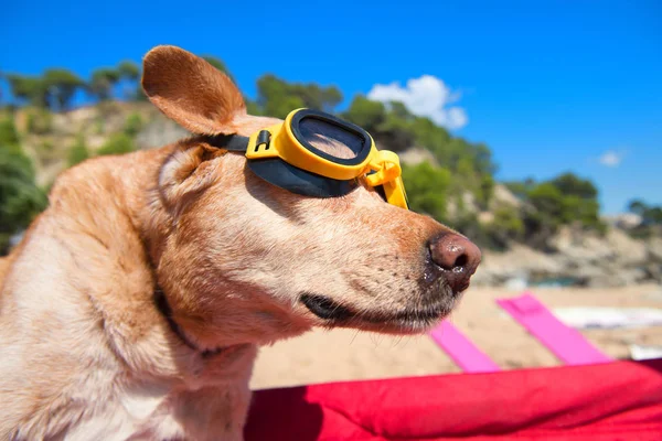 ビーチでゴーグルと面白い犬 — ストック写真