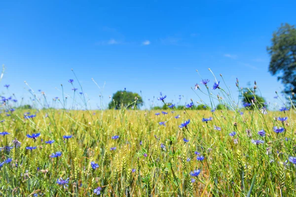 Blauwe Korenbloemen Graanvelden — Stockfoto