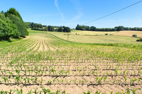 Campo Con Maíz Joven Limousin Francés — Foto de Stock