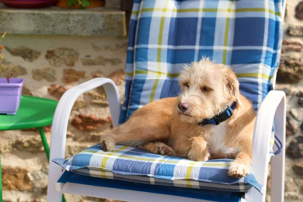 Retrato Cadeira Azul Livre Pouco Cão Raça Cruz Contra Parede — Fotografia de Stock