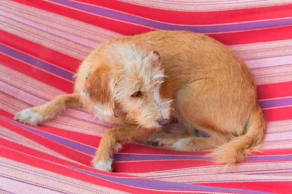 Retrato Livre Pouco Cão Raça Cruzada Rede Listrada Colorido — Fotografia de Stock