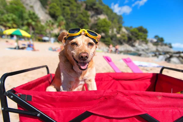 ビーチでゴーグルと面白い犬 — ストック写真