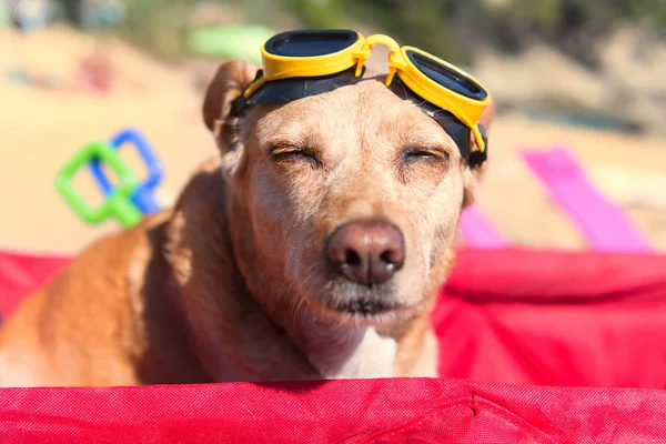 ビーチでゴーグルと面白い犬 — ストック写真