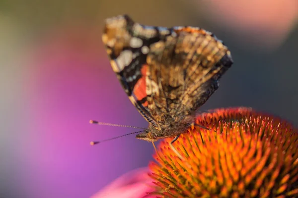 Монархическая Бабочка Соцветии Inacea Purpurea — стоковое фото