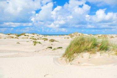 Hollanda Adası Terschelling 'deki boş plajın önündeki vahşi kumulların manzarası
