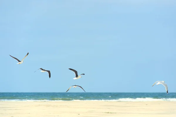 オランダの島の風景空のビーチ Terschelling — ストック写真