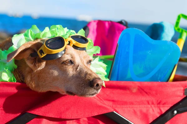 Röd Strandvagn Med Bagage Och Hund Med Skyddsglasögon Framför Havet — Stockfoto