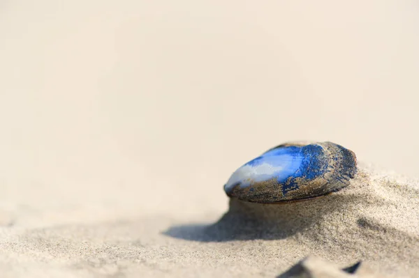 Coquille Moule Dans Sable Plage — Photo