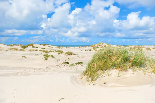 荷兰Terschelling岛空旷海滩前的野外沙丘景观 — 图库照片