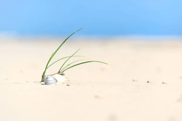 Пейзаж Пустой Пляж Морской Травой Раковины Серфинга Воды — стоковое фото