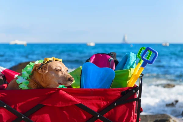 Rolig Hund Med Glasögon Stranden — Stockfoto