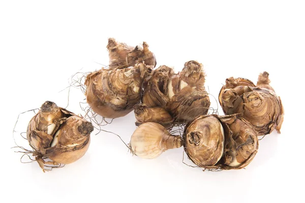 Narcis Bloem Bollen Geïsoleerd Witte Achtergrond — Stockfoto