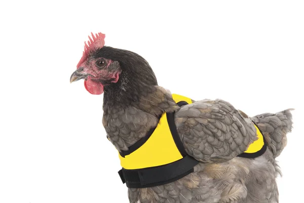 Rolig Aktivator Kyckling Med Gul Väst Isolerad Över Vit Bakgrund — Stockfoto