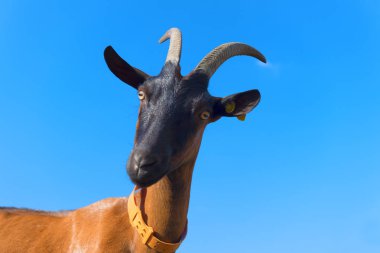 Mavi gökyüzüne karşı dişi kahverengi keçi portresi