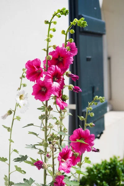 Ile Hollyhocks Wit Huis Met Groene Luiken — Stockfoto