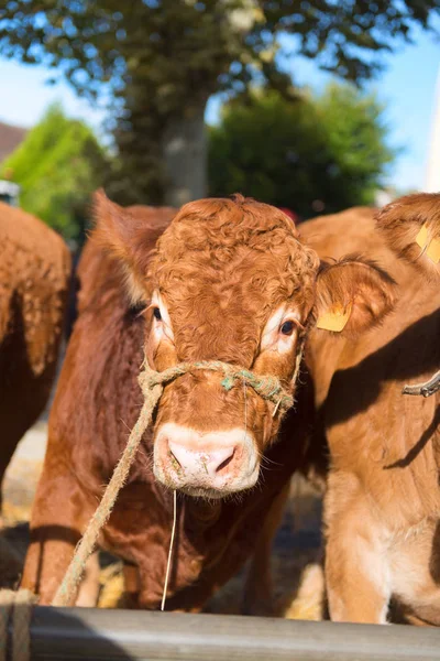 Markt Franse Limousin Met Bruine Limousine Koeien — Stockfoto