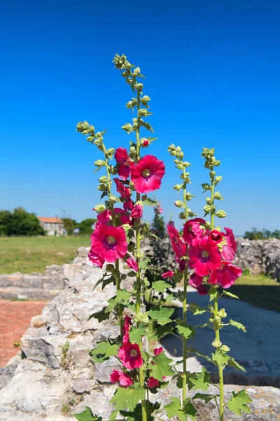 Рожеві Барвисті Hollyhocks Французькому Острові — стокове фото