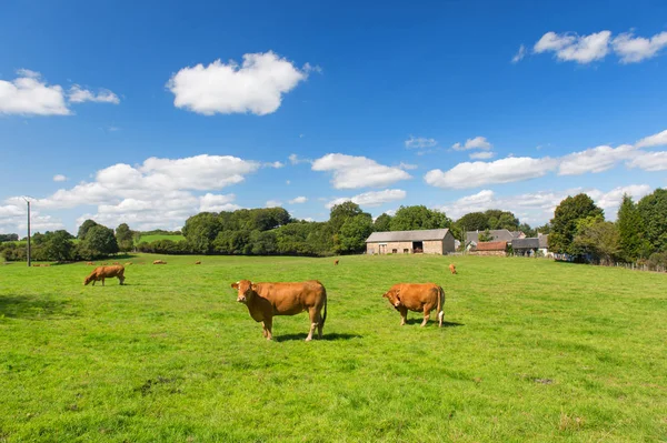 Paisagem Agrícola Francesa Com Vacas Limusine Marrons — Fotografia de Stock