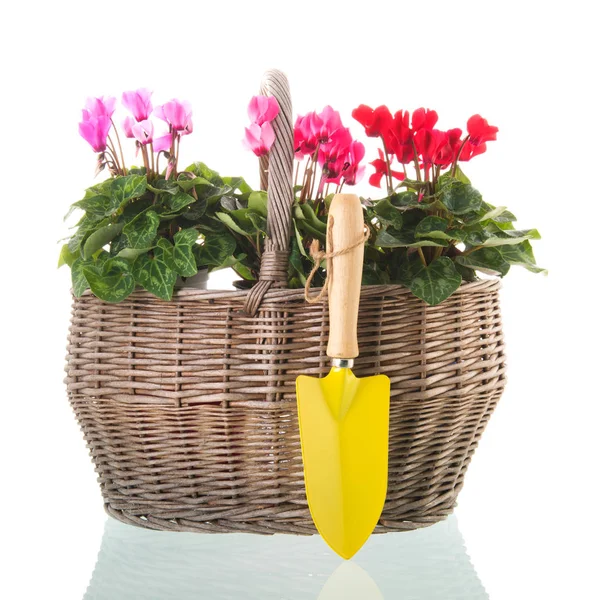 Red Pink Cyclamen Wicker Basket Isolated White Background — Stock Photo, Image